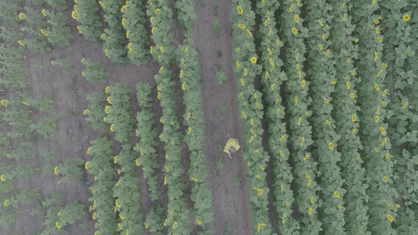 Aerial view of a young pregnant woman in yellow dress walks through the field with blooming sunflowers. 4k video