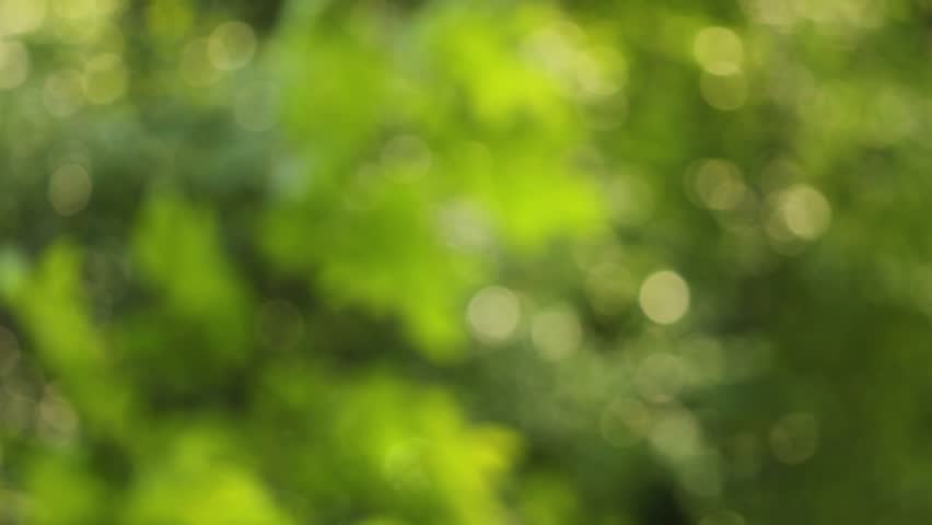 Beautiful Blurry Green Nature Background. Stock Footage Video (100% ...