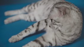Cat Egyptian Mau lying and licking itself