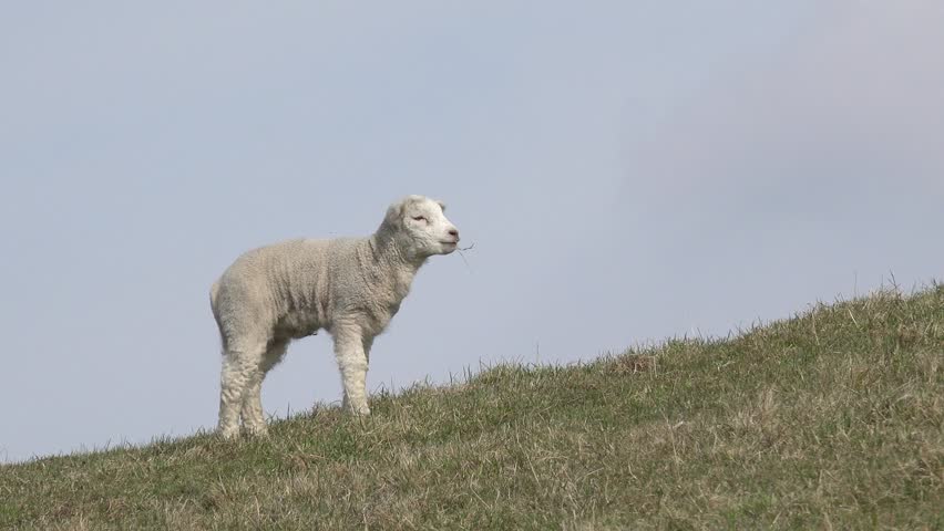 Lamb standing  on pasture and run away 