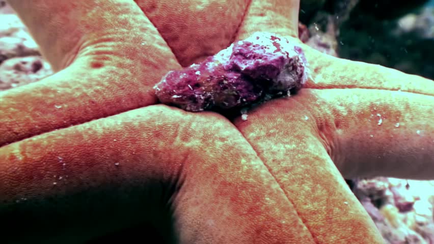 Starfish close up underwater on seabed of Maldives. Unique amazing beautiful exotic macro video. Marine life on background of pure clear clean water.