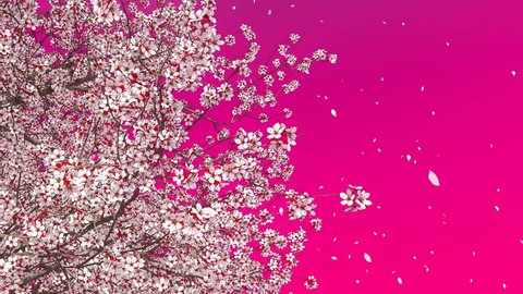 Close up low angle view of blooming sakura cherry tree crown with flower petals falling in slow motion against vivid pink magenta color background. Decorative 3D animation rendered in 4K
