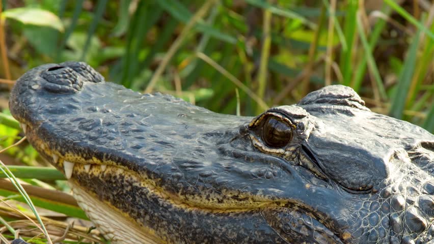 Alligator lies on the river bank, Everglades National Park, Florida