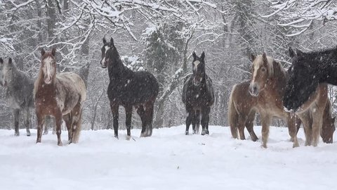Horse herd,falling snow in a forest in winter with snow covered trees, Winter landscape in snow covered park. 
View of snow covered trees in nature.
