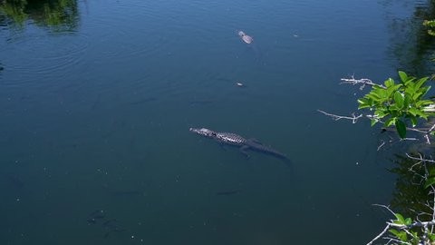 2 Wild Alligators Swim In Everglades National Park, Florida, USA
