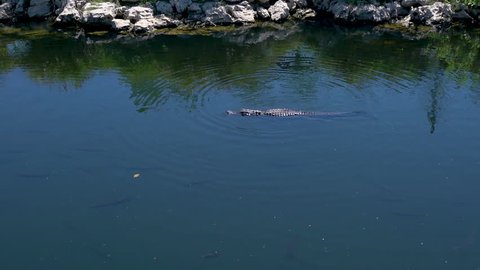 Tracking Shot Of Wild Alligators Swimming From Right To Left In Everglades National Park, Florida, USA