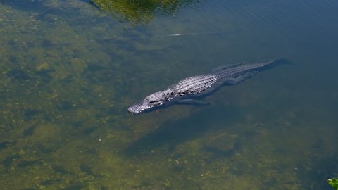 Wild Alligator Swims Through Clear Water In Everglades National Park, Florida, USA