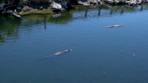 2 Wild Alligators Swim In Opposite Directions Past Each Other In Everglades National Park, Florida, USA