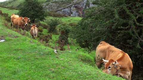 Cows of Covadonga Eating Grass on Mountain Fields Video Stok