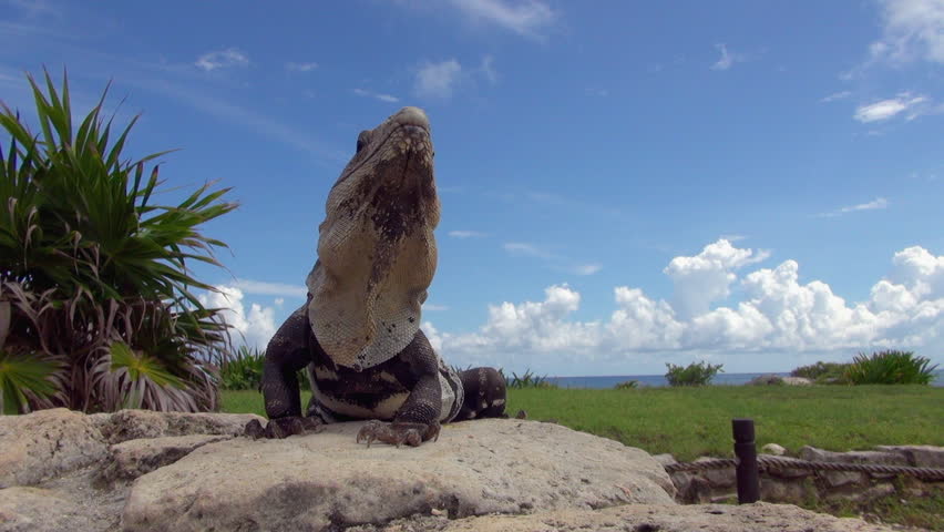 Iguana in a Much Closer View on Mayan Ruins
