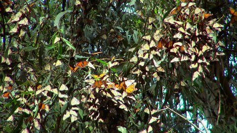 A Gathering of Butterflies on a Tree in California