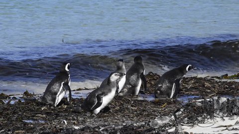 Magellanic Penguins on the beach in Falkland Island (Malvinas)