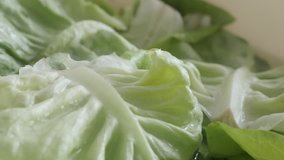 Panning over Lactuca sativa salad 4K 2160p 30fps UltraHD footage - Slow pan on lettuce leaves 3840X2160 UHD video