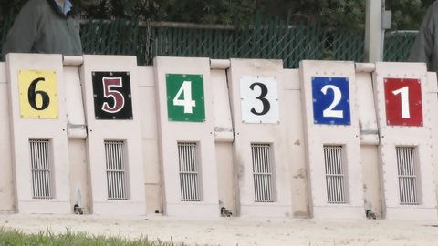 Greyhound dogs running out of starting box at race track