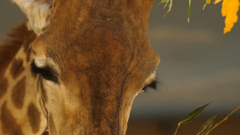 Extreme angle close-up Giraffe eating leaves from a tree, close-up video, flying a camera from the giraffe's eyes to the mouth