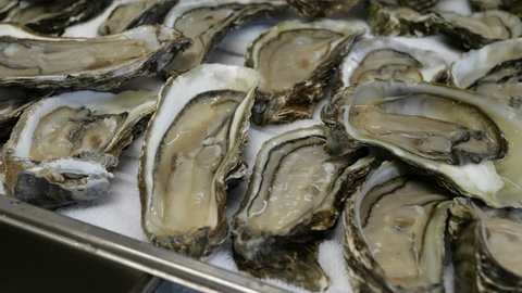 Fresh oysters are only caught lie folded in a row on a large tray, video is close-up, the camera travels along a tray with fresh oysters