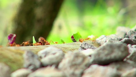 Close Up: Busy Red Ants Carrying Their Food: stockvideo
