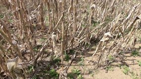 Devastated dry corn field on hot, sunny day. Video footage is recorded with Gopro hero 6 camera in 4k resolution.