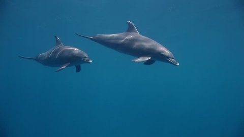 group of bottlenose dolphin swimming near the sea surface
