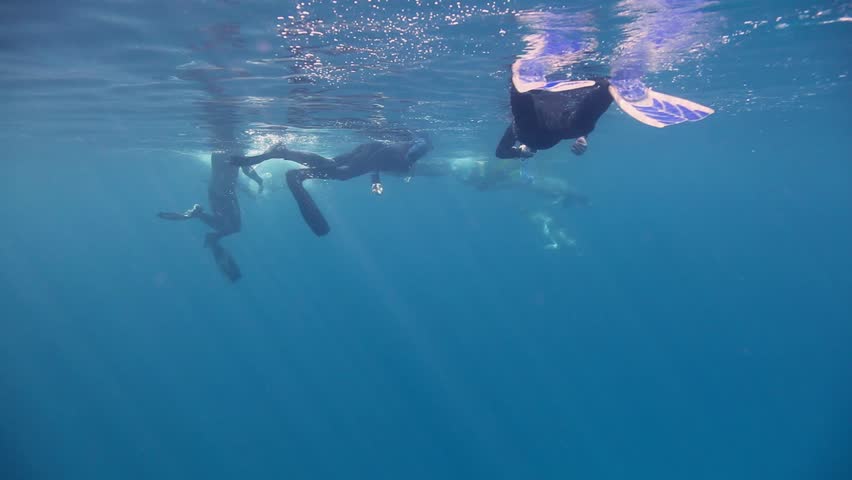 Group of bottlenose dolphin swimming near the sea surface | Shutterstock HD Video #1009516484