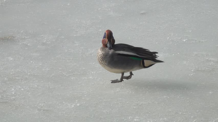The duck Eurasian teal or common teal (Anas crecca) male runs along the icy bank of the pond in the city park