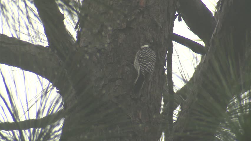 Red-cockaded Woodpecker Adult Lone Climbing Crawling Morning Endangered Species