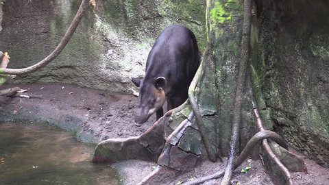 Baird's Tapir Adult Lone Resting Zoom In
