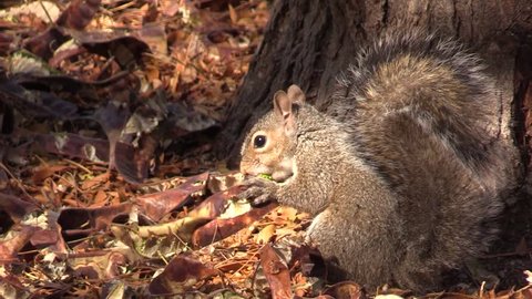 Gray Squirrel Adult Lone Eating Fall Seeds Pods