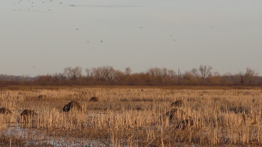 Wetland Loess Bluffs National Wildlife Refuge Flock Many Ducks Flying Flight Winter Morning Muskrat Lodges Homes Domes