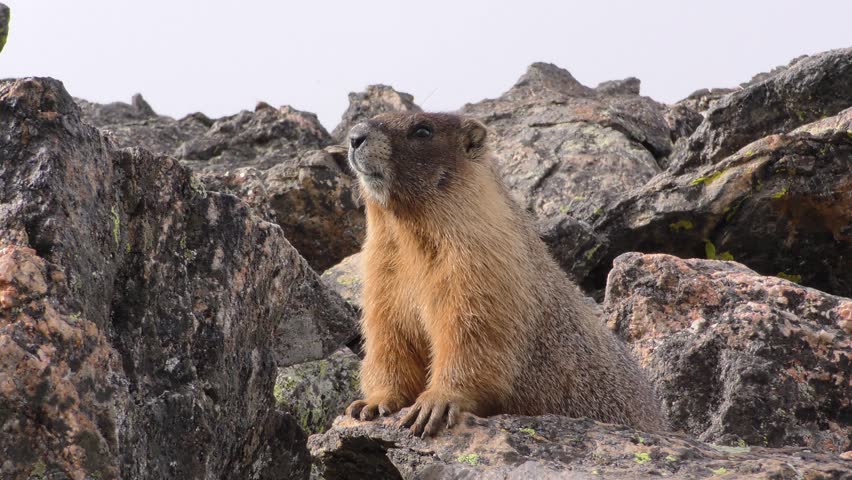 Yellow-bellied Marmot Adult Pair Calling Communicating Barking Summer