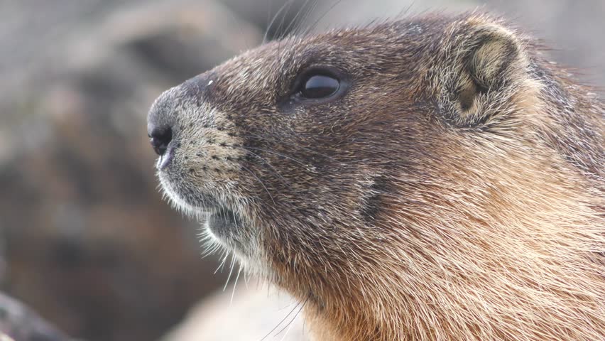 Yellow-bellied Marmot Adult Lone Looking Around Summer