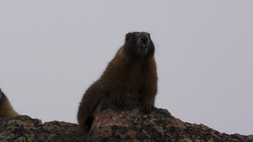Yellow-bellied Marmot Adult Lone Calling Communicating Barking Summer Alarm Call Backlight