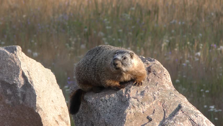 Yellow-bellied Marmot Adult Lone Resting Looking Around Summer Fat Lazy
