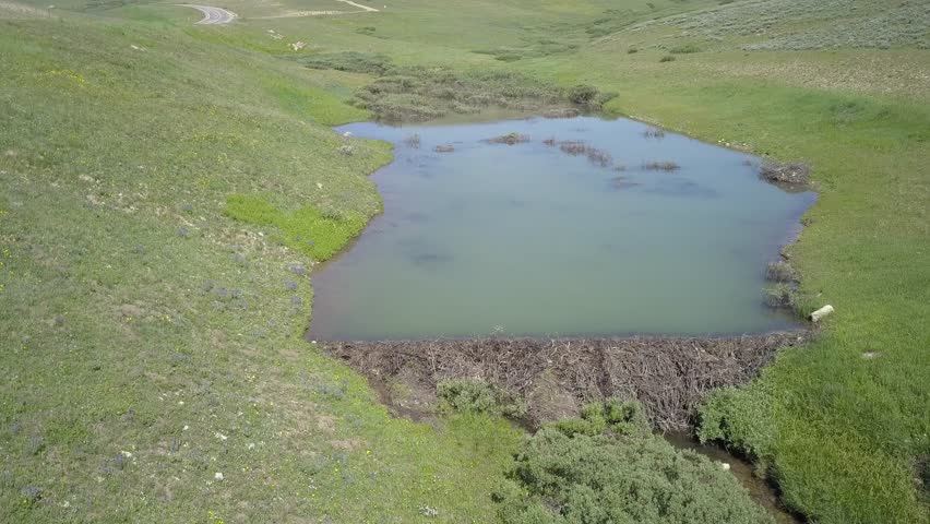 Beaver Summer Lodge Home Den House Dam Impoundment Sticks Circling Aerial