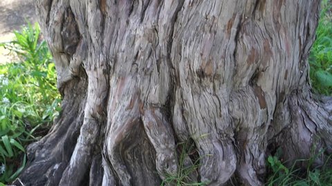 detail of two-trunked tree and roots in a park