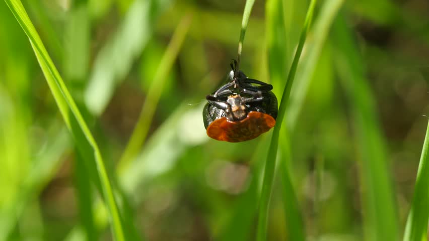 orange black beetle drops from grass blade