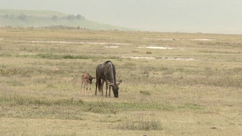 Blue Wildebeest (Connochaetes taurinus) female with her newborn calf grazing in the Ngorongoro Crater