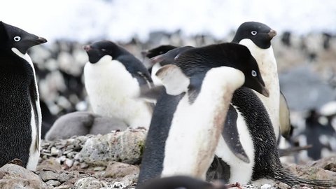 Adelie Penguin with chicks