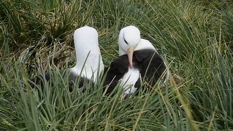 2 Black Browed Albatrosses