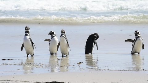 Magellanic Penguins on the beach
