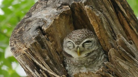 Spotted owlet on tree.: film stockowy