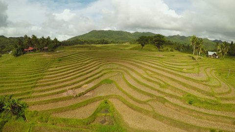 Rice Fields Philippines Island Bohol Pablacion Stock Footage Video (100 