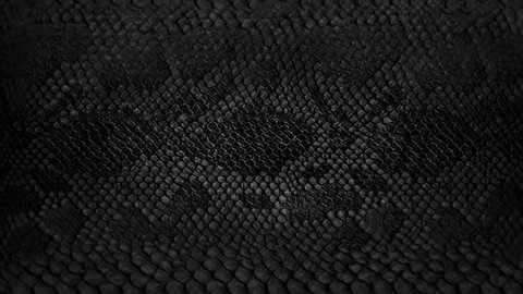 Snake skin background. Close up. 4k  high quality footage. Stock Video