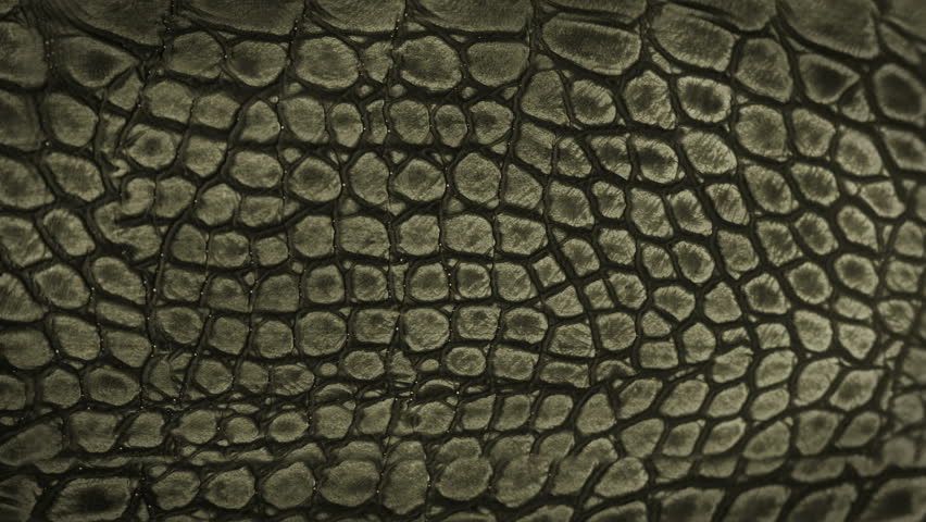 Snake skin background. Close up. 4k high quality footage.