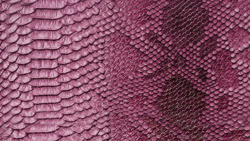 Snake skin background. Close up. 4k high quality footage.
