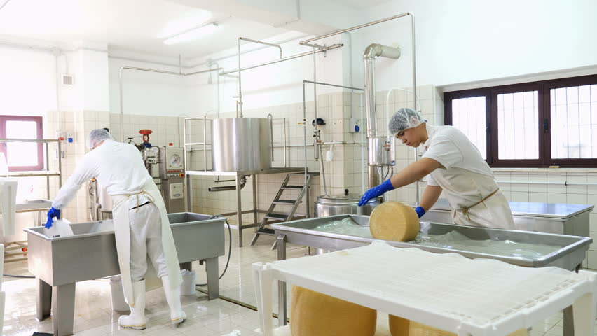Working in diary Cheese factory, making ricotta cheese
