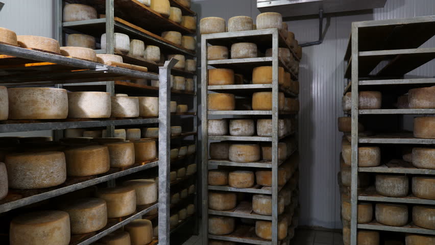 Diary cheese factory- cheese maker controls cheese seasoning