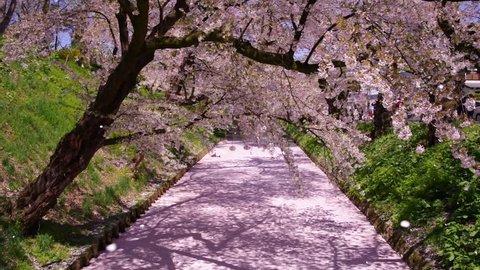 Pink Petals Carpet of cherry blossom and flurry of falling cherry blossoms at Hirosaki Castle, Aomori, Japan - April, 2017 