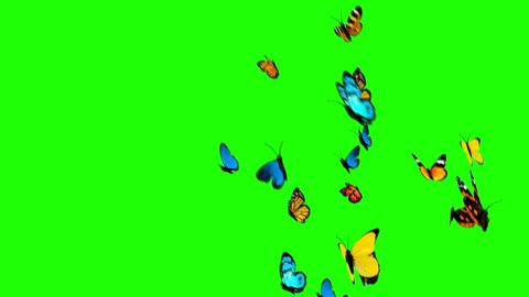 Butterflies Flying on a Green Background. 3d animation, 4K