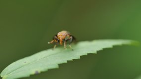 Insect grooming on green leaf.
